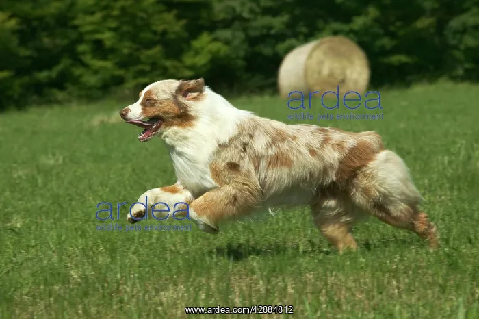  : Dog - Australian Shepherd, running