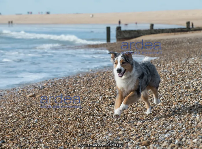 : Dog Australian Shepherd running on the beach : Dog Australian Shepherd running on the beach