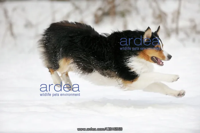 : DOG. Australian shepherd running through the snow : DOG. Australian shepherd running through the snow