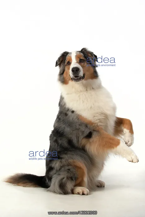 : DOG. Australian Shepherd, sitting up with paws : DOG. Australian Shepherd, sitting up with paws