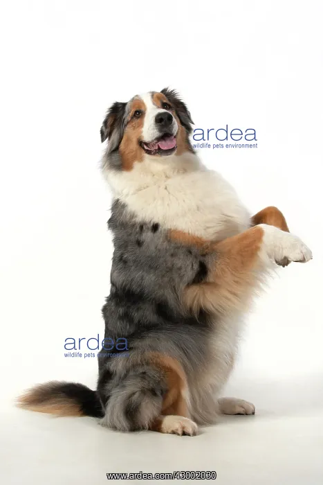 : DOG. Australian Shepherd, sitting up with paws : DOG. Australian Shepherd, sitting up with paws