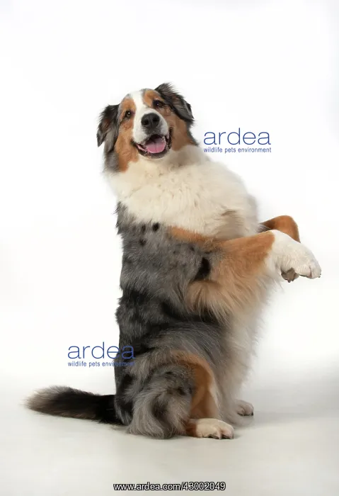 : DOG. Australian Shepherd, sitting up with paws : DOG. Australian Shepherd, sitting up with paws