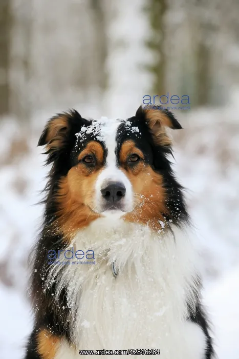 : DOG. Australian shepherd with snow on head : DOG. Australian shepherd with snow on head