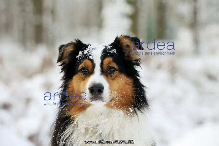: DOG. Australian shepherd with snow on head : DOG. Australian shepherd with snow on head