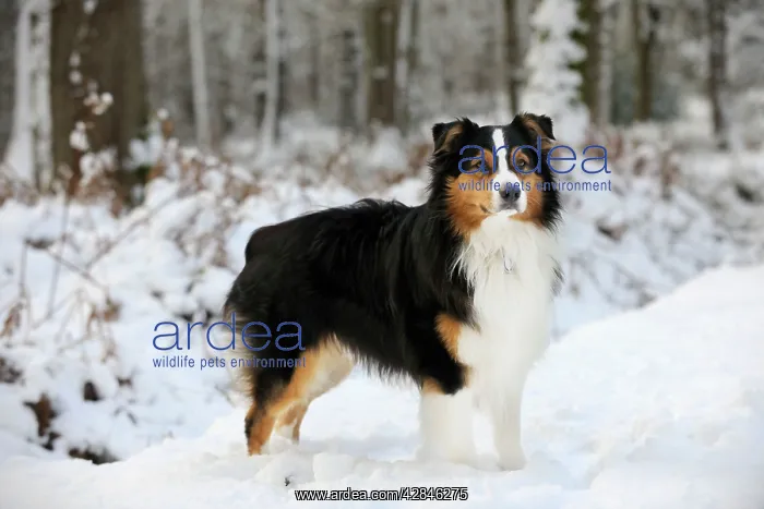 : DOG. Australian shepherd standing in the snow : DOG. Australian shepherd standing in the snow