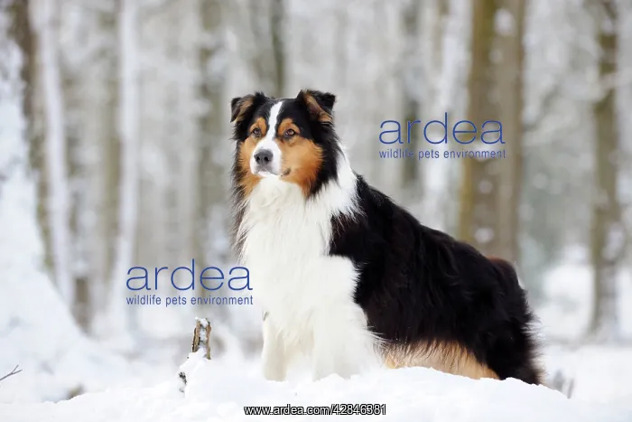 : DOG. Australian shepherd standing in the snow : DOG. Australian shepherd standing in the snow