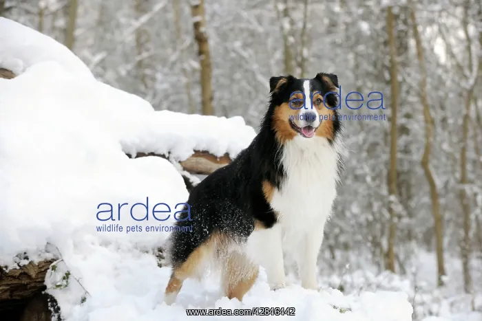 : DOG. Australian shepherd standing on snow covered logs : DOG. Australian shepherd standing on snow covered logs