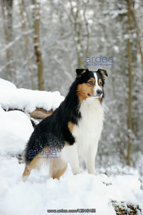 : DOG. Australian shepherd standing on snow covered logs : DOG. Australian shepherd standing on snow covered logs