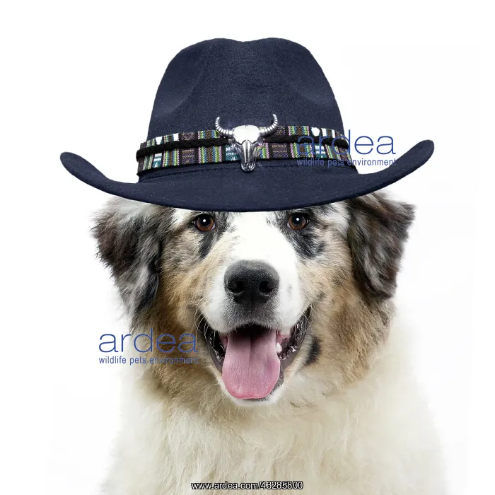 : Dog - Australian Shepherd wearing a cowboy hat : Dog - Australian Shepherd wearing a cowboy hat