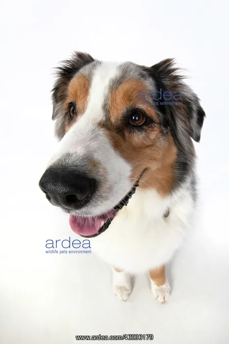 : DOG. Australian Shepherd, wide angle lens, face : DOG. Australian Shepherd, wide angle lens, face
