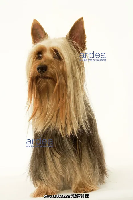  : Dog - Australian Silky Terrier. Also known as Silky