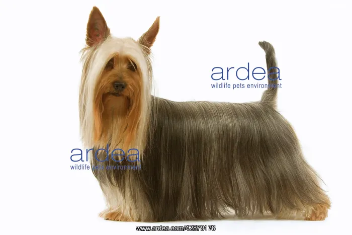 : Dog - Australian Silky Terrier. Also known as Silky : Dog - Australian Silky Terrier. Also known as Silky