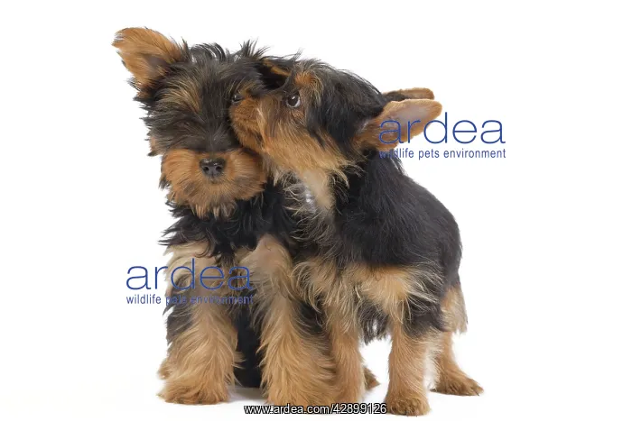 : Dog - Australian Silky Terrier - puppies in studio : Dog - Australian Silky Terrier - puppies in studio