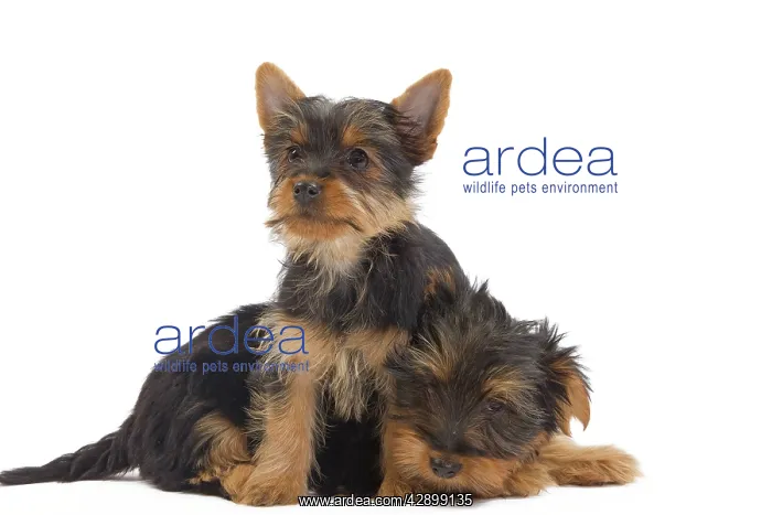 : Dog - Australian Silky Terrier - puppies in studio : Dog - Australian Silky Terrier - puppies in studio