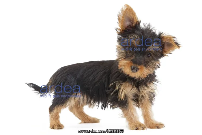 : Dog - Australian Silky Terrier - puppy in studio : Dog - Australian Silky Terrier - puppy in studio