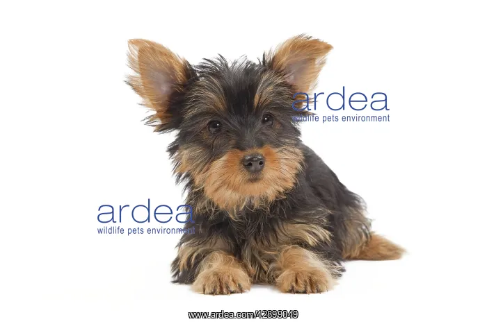 : Dog - Australian Silky Terrier - puppy in studio : Dog - Australian Silky Terrier - puppy in studio