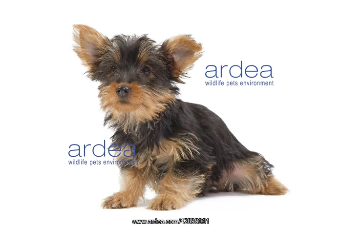 : Dog - Australian Silky Terrier - puppy in studio : Dog - Australian Silky Terrier - puppy in studio