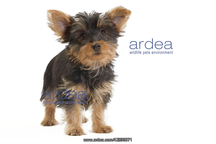  : Dog - Australian Silky Terrier - puppy in studio