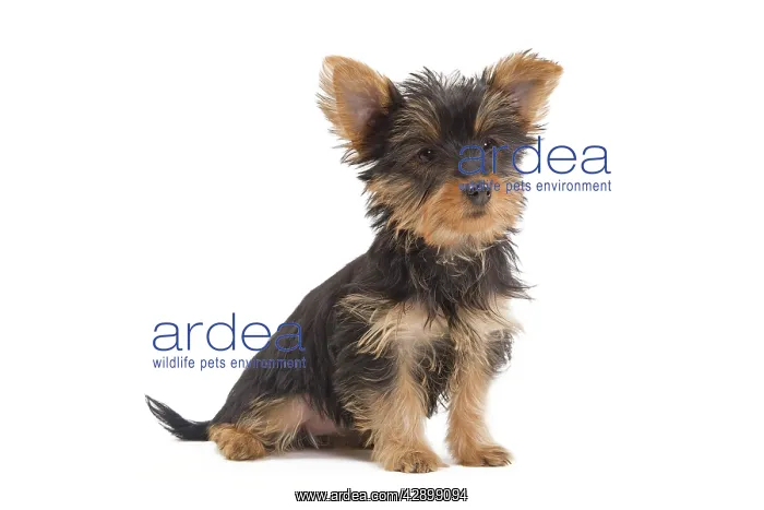 : Dog - Australian Silky Terrier - puppy in studio : Dog - Australian Silky Terrier - puppy in studio