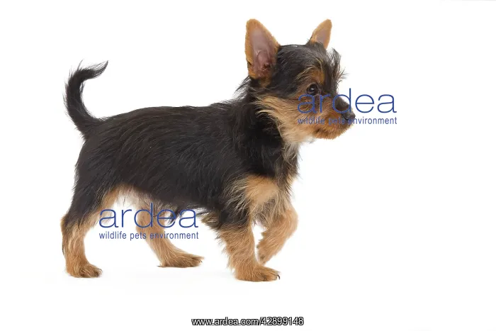  : Dog - Australian Silky Terrier - puppy in studio
