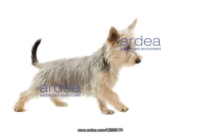  : Dog - Australian Silky Terrier - puppy in studio