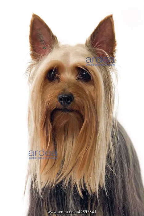 : Dog - Australian Silky Terrier / Silky Terrier : Dog - Australian Silky Terrier / Silky Terrier