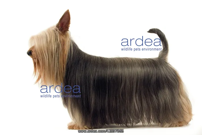 : Dog - Australian Silky Terrier / Silky Terrier : Dog - Australian Silky Terrier / Silky Terrier