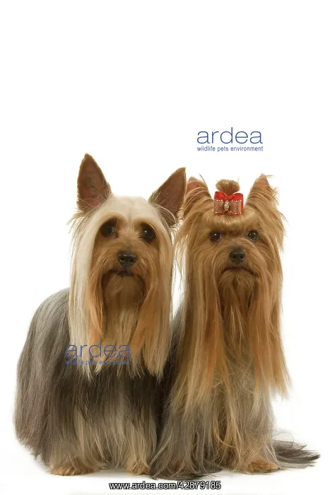 : Dog - Australian Silky Terrier with Yorkshire Terrier : Dog - Australian Silky Terrier with Yorkshire Terrier