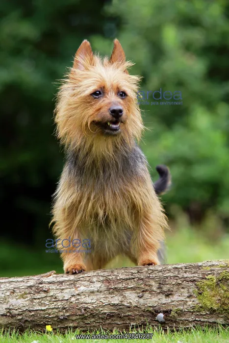 : Dog. Australian Terrier : Dog. Australian Terrier