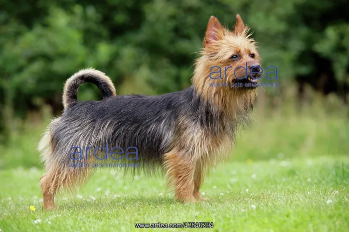: Dog. Australian Terrier : Dog. Australian Terrier