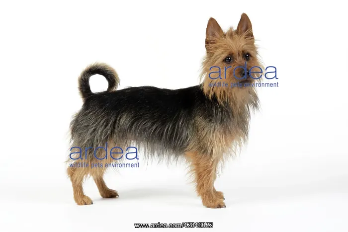 : Dog. Australian Terrier : Dog. Australian Terrier