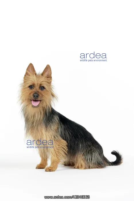 : Dog. Australian Terrier : Dog. Australian Terrier