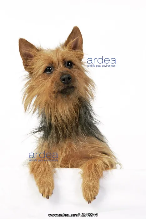 : Dog. Australian Terrier : Dog. Australian Terrier