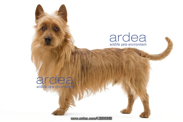  : Dog - Australian Terrier