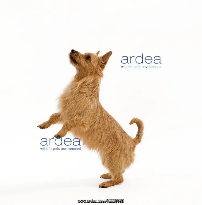  : Dog - Australian Terrier begging