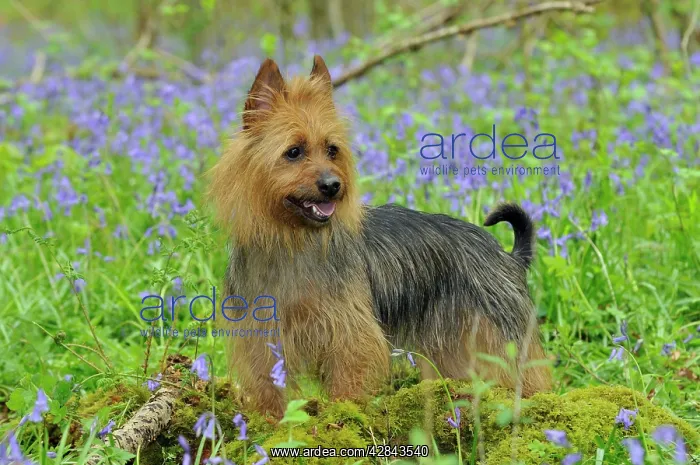 : Dog. Australian Terrier in bluebells : Dog. Australian Terrier in bluebells