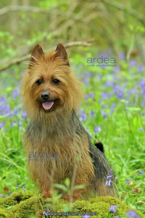 : Dog. Australian Terrier in bluebells : Dog. Australian Terrier in bluebells