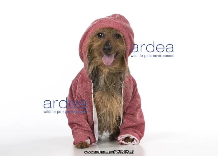  : DOG. Australian Terrier iwearing a hoodie