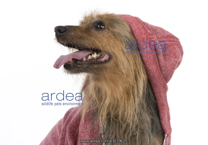  : DOG. Australian Terrier iwearing a hoodie