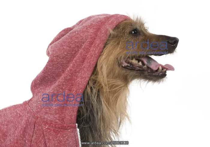  : DOG. Australian Terrier iwearing a hoodie