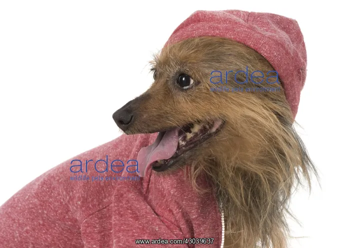  : DOG. Australian Terrier iwearing a hoodie