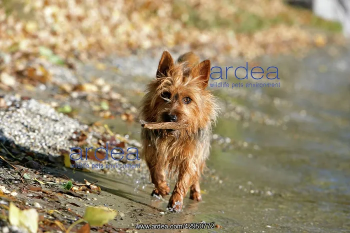 : Dog - Australian Terrier at lakeshore, playing with stick : Dog - Australian Terrier at lakeshore, playing with stick