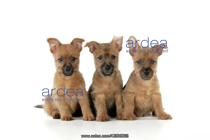 : Dog. Australian Terrier puppies, 7 wks old : Dog. Australian Terrier puppies, 7 wks old