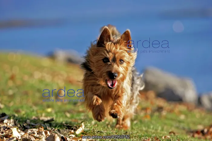 : Dog - Australian Terrier running on grass by lake : Dog - Australian Terrier running on grass by lake