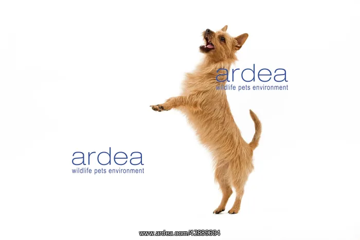 : Dog - Australian Terrier - standing on hind legs begging : Dog - Australian Terrier - standing on hind legs begging