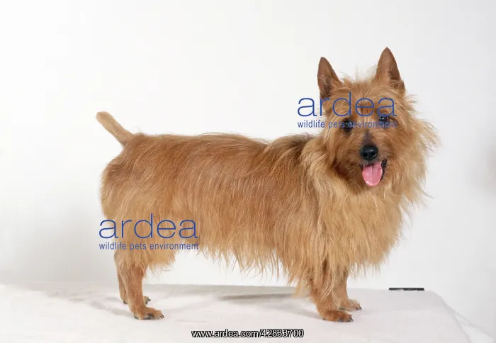  : DOG - Australian Terrier, studio shot