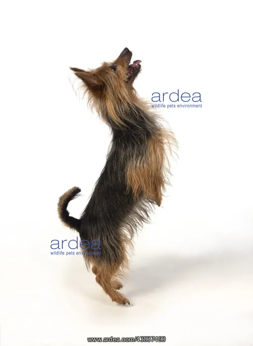 : DOG. Australian Terrier on white, studio : DOG. Australian Terrier on white, studio