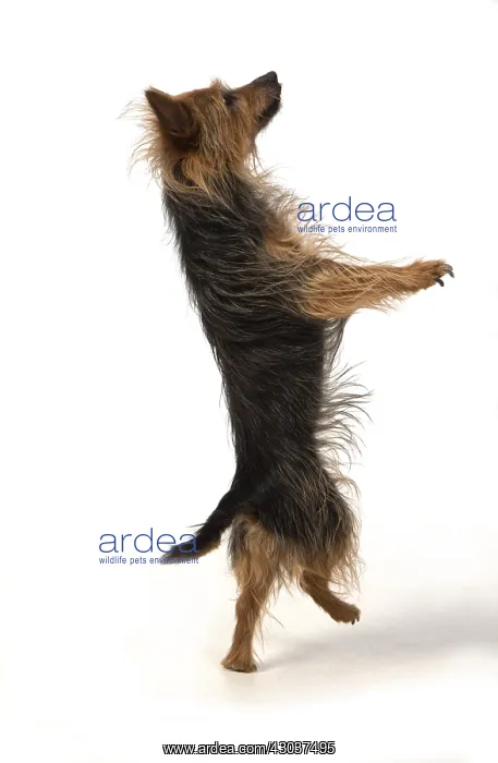: DOG. Australian Terrier on white, studio : DOG. Australian Terrier on white, studio