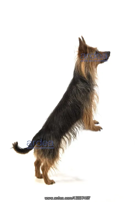 : DOG. Australian Terrier on white, studio : DOG. Australian Terrier on white, studio