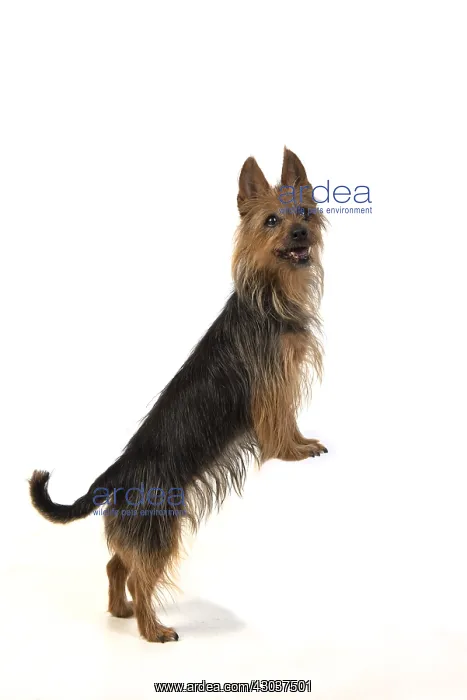 : DOG. Australian Terrier on white, studio : DOG. Australian Terrier on white, studio